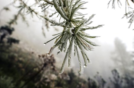 Fog Ice Branches photo