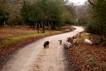 Autumn Pigs Road Trees photo