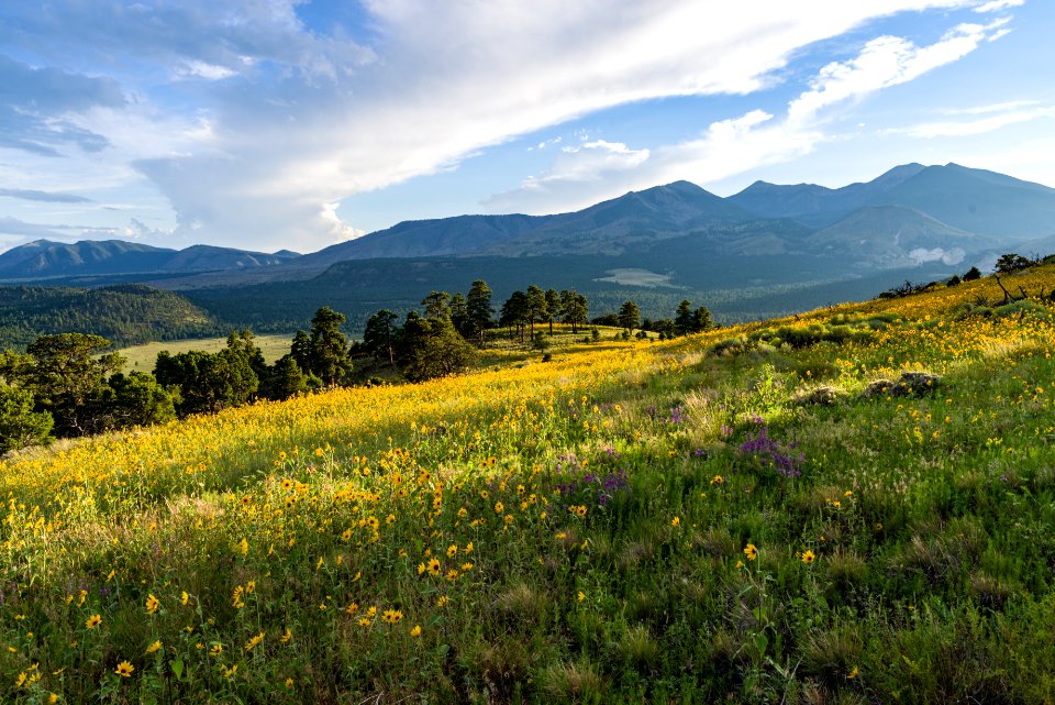 Summer Wildflowers East Of The Peaks