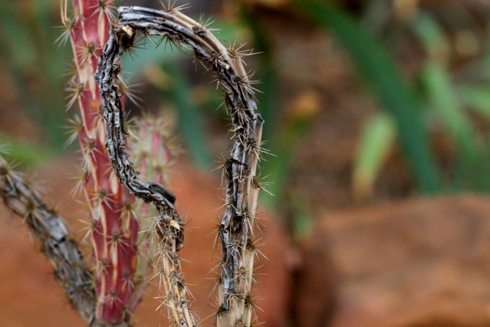 Through The Cholla Cactus
