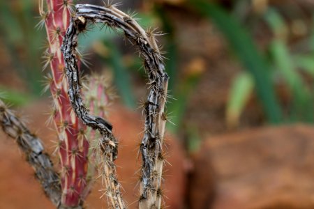 Through The Cholla Cactus