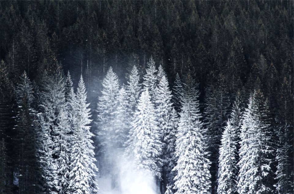Black Forest Trees Snow