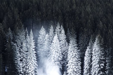 Black Forest Trees Snow