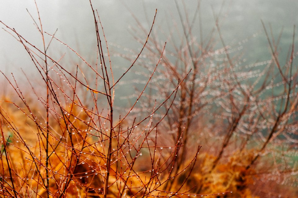 Dew Branches Orange