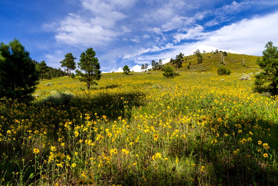 Summer Wildflowers East Of The Peaks