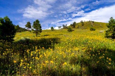 Summer Wildflowers East Of The Peaks