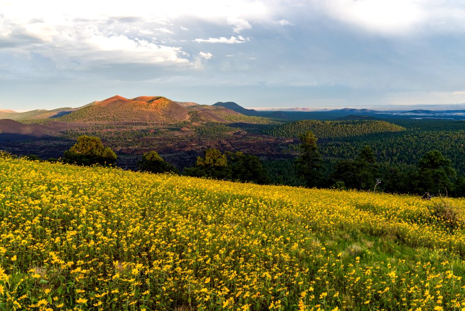 Summer Wildflowers East Of The Peaks
