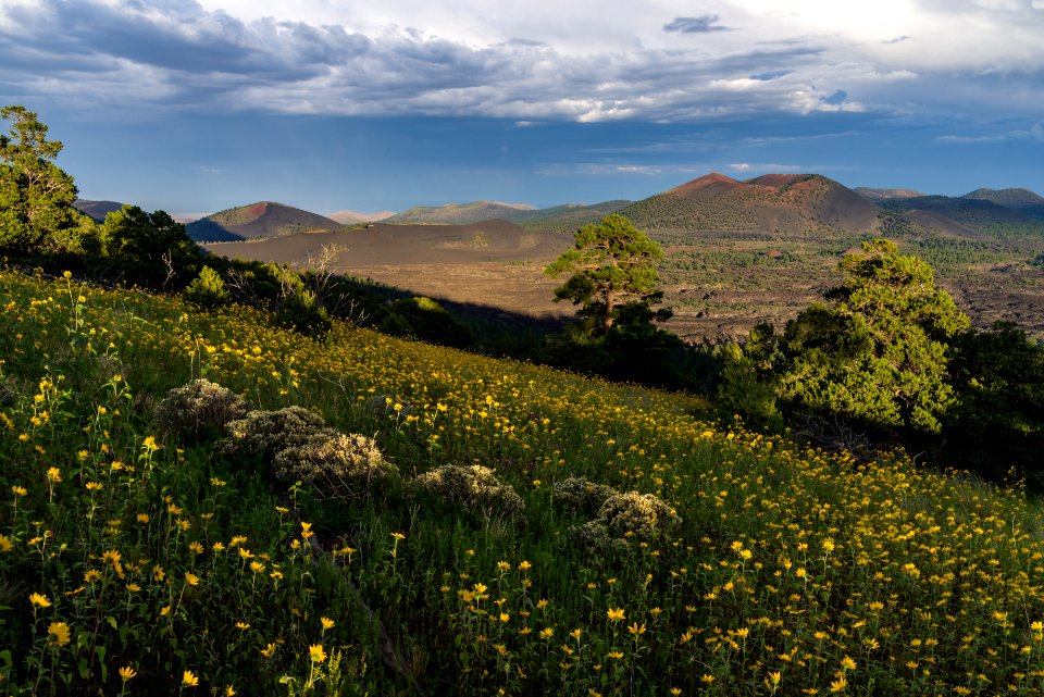 Summer Wildflowers East Of The Peaks
