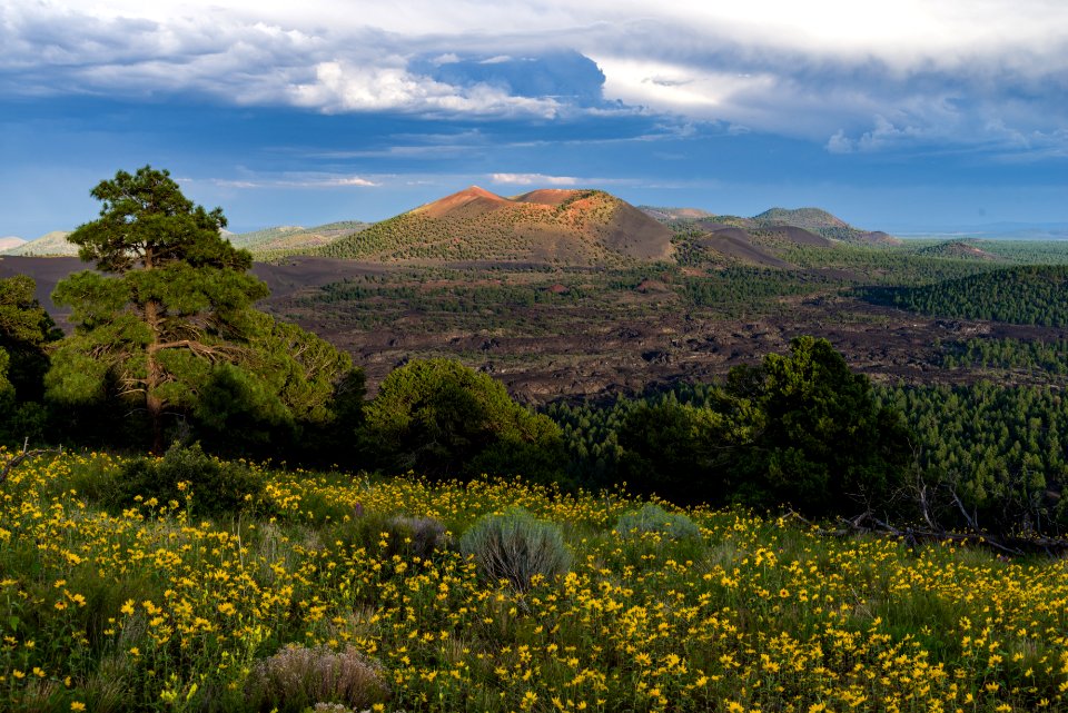 Summer Wildflowers East Of The Peaks