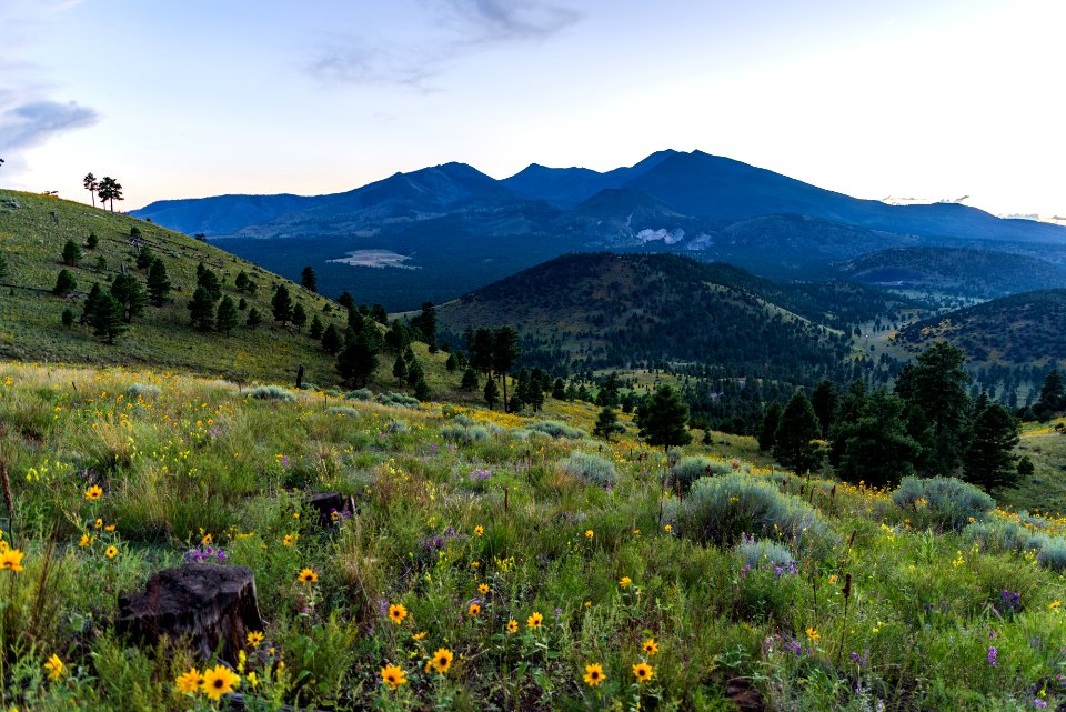 Summer Wildflowers East Of The Peaks