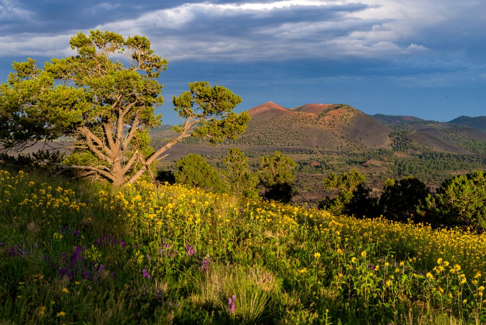 Summer Wildflowers East Of The Peaks