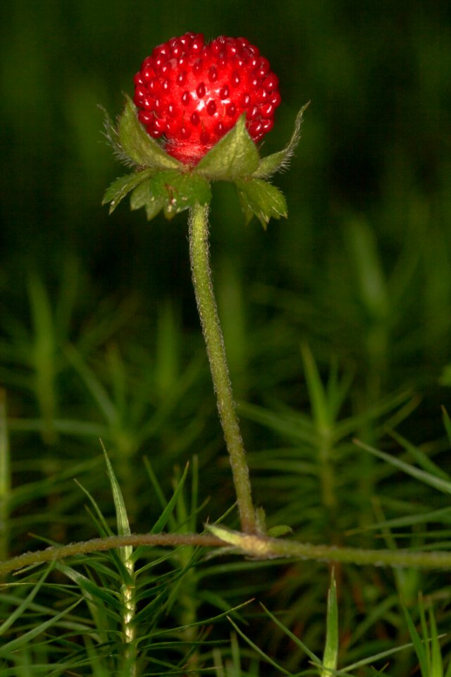 Plant Flower Plant Stem Mock Strawberry