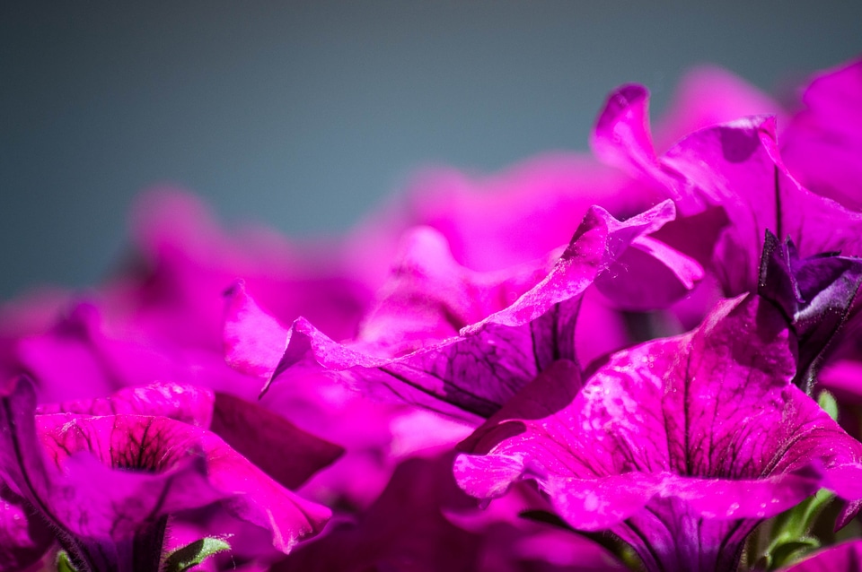 Plant flora beauty