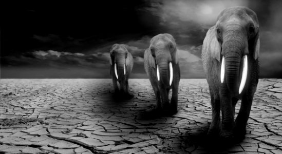 Black And White Monochrome Photography Mammal Elephants And Mammoths