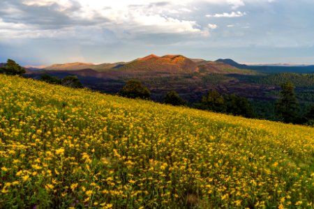 Summer Wildflowers East Of The Peaks
