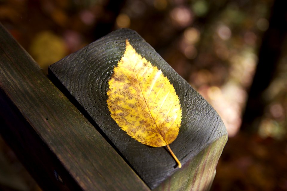 Leaves Bench Autumn