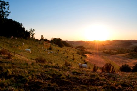 Cows On A Hill At Sunset photo