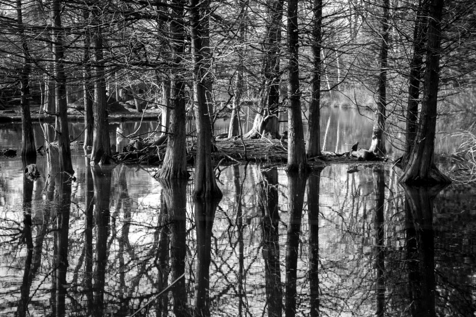 Reflective Trees photo
