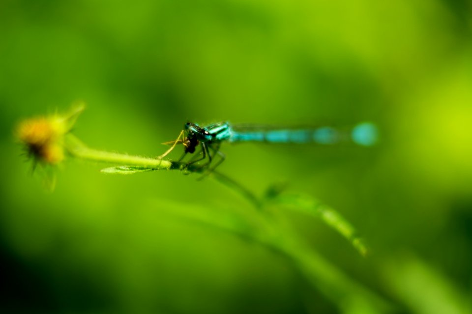 Dragonfly Finishing Dinner