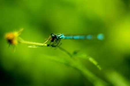 Dragonfly Finishing Dinner