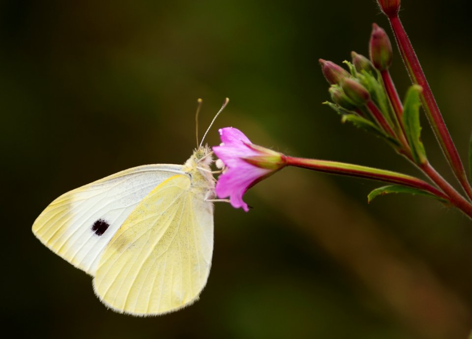 Butterfly Taking Nectar From A Nice Flower