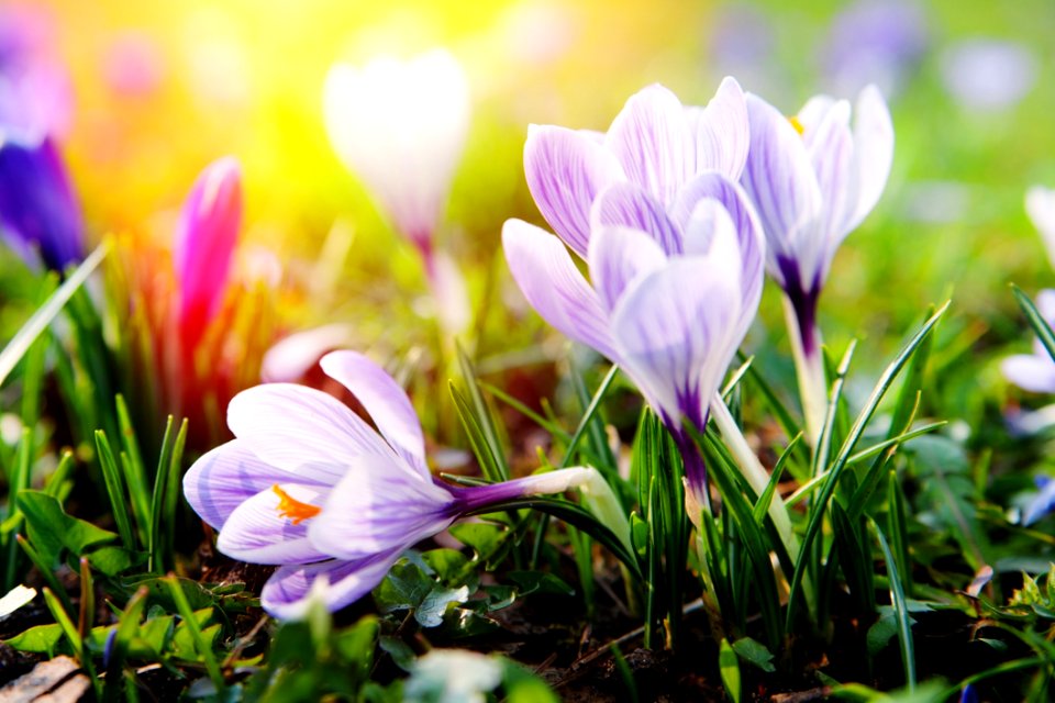 Crocus Flower