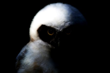 Owl Bird Animal