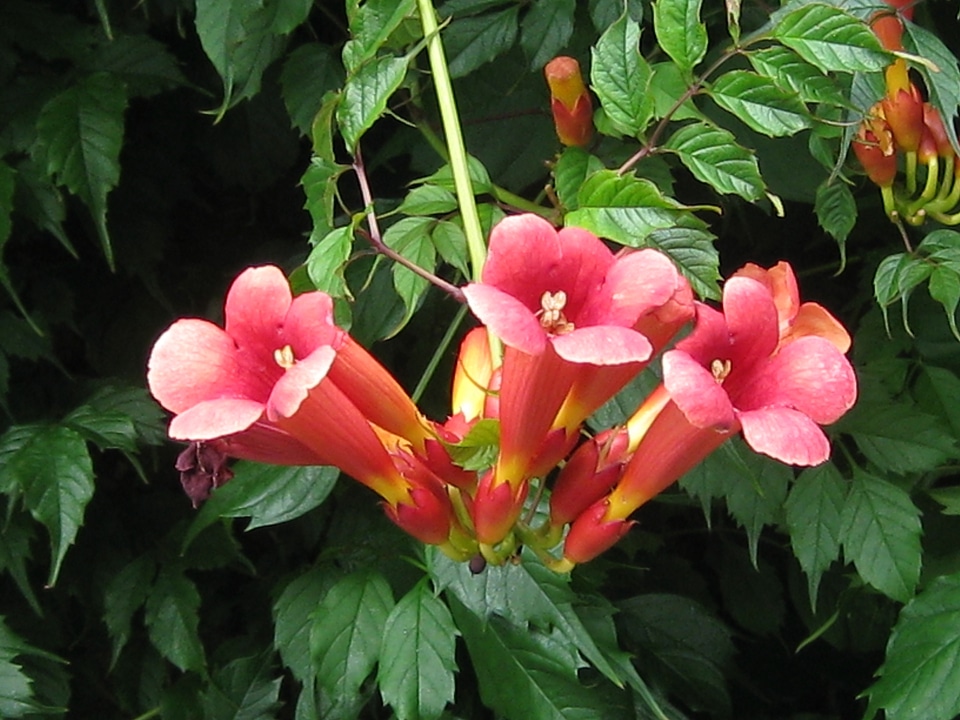 Floral plants natural