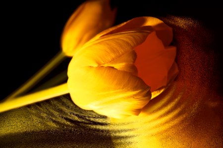 Tulip Yellow Flowers