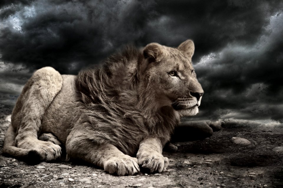Lion Wind Storm Clouds