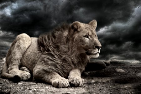 Lion Wind Storm Clouds photo