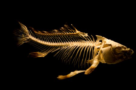 Fish Skeleton