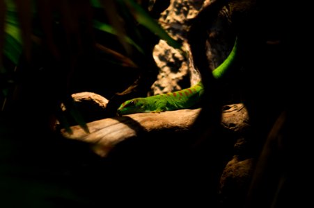Green Lizard