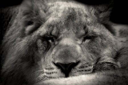 Lion Sleeping Animal photo