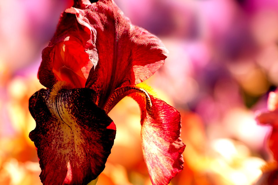 Flower Garden Summer Spring