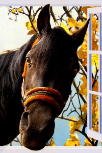 Horse Animal photo