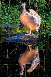Pelican Mirror photo