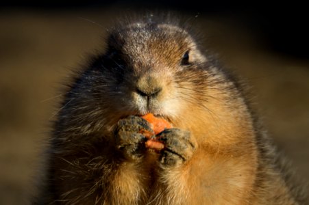 Prairie Dog Eating A Carrot photo