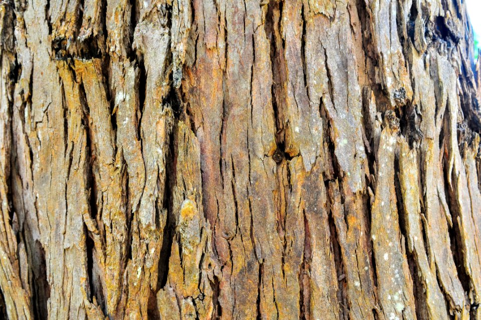 Brown Tree Wood