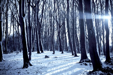 Forest In Winter photo