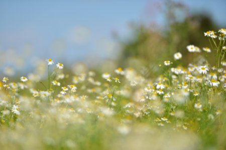 Petty Wild Daisies