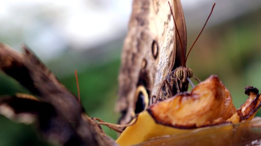 Butterfly In The Details