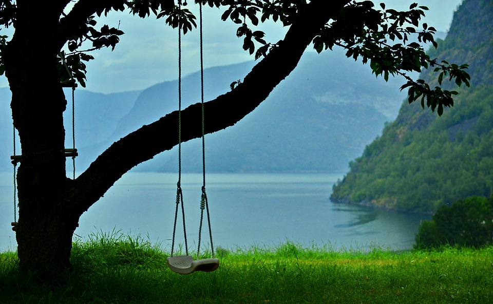 The old tree mountain lake