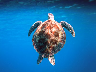 Turtle In Water With Large Shell