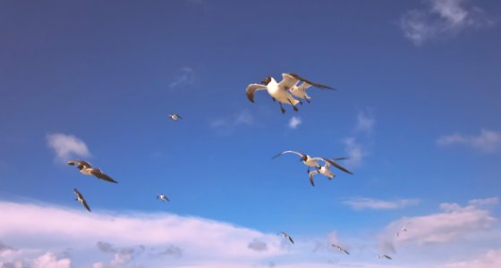 Sea Birds FLying Through The Sky photo
