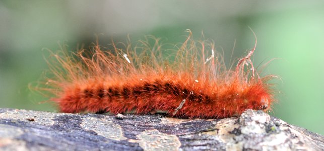 Orange Hairy Catapillar