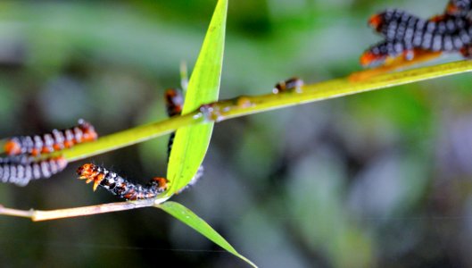 Catapillar On Grean Leaf