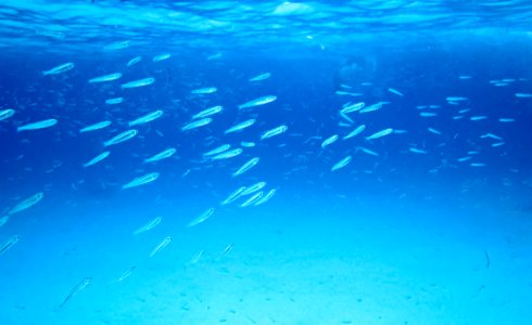 School Of Little Fish Underwater