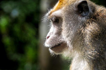 Close Up Of Wild Monkey In Profile