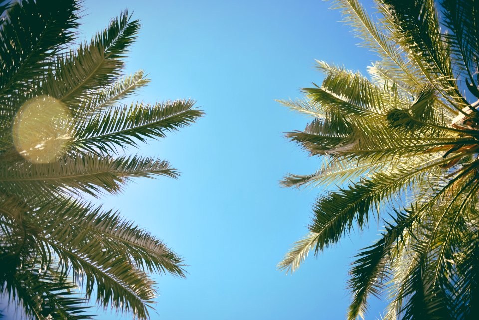 Retro Look At Palm Trees